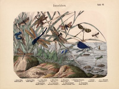 昆虫，c.1860 作者 German School